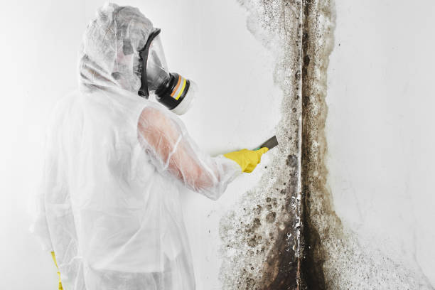 Reliable Harrisonburg, VA Mold Removal Solutions