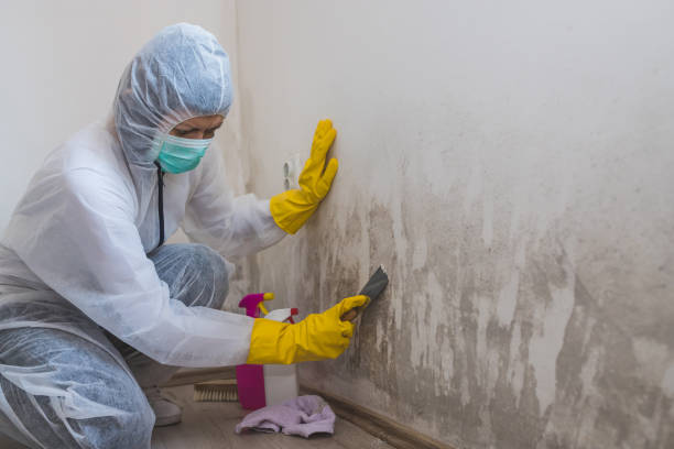 Attic Mold Removal in Harrisonburg, VA