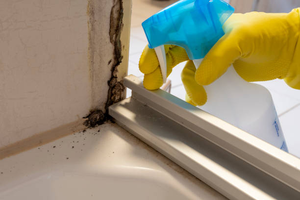 Best Mold Testing  in Harrisonburg, VA
