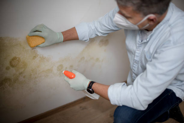Best Mold Remediation  in Harrisonburg, VA