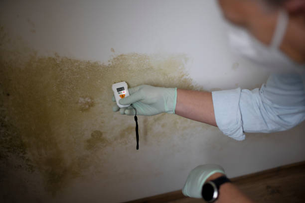 Best Emergency Mold Removal  in Harrisonburg, VA