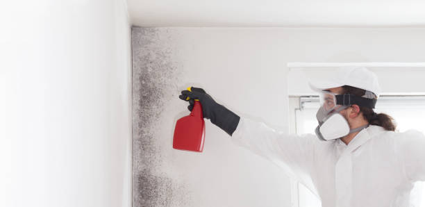 Best Professional Mold Removal  in Harrisonburg, VA