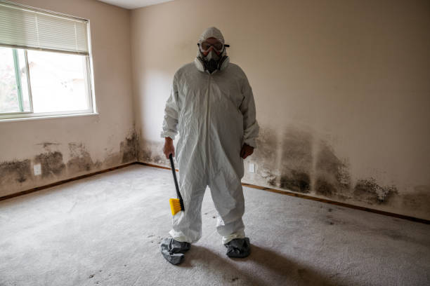 Best Commercial Mold Removal  in Harrisonburg, VA