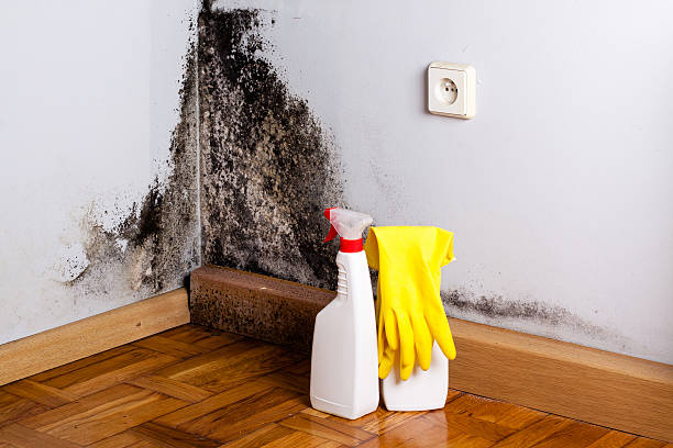 Best Mold Inspection  in Harrisonburg, VA