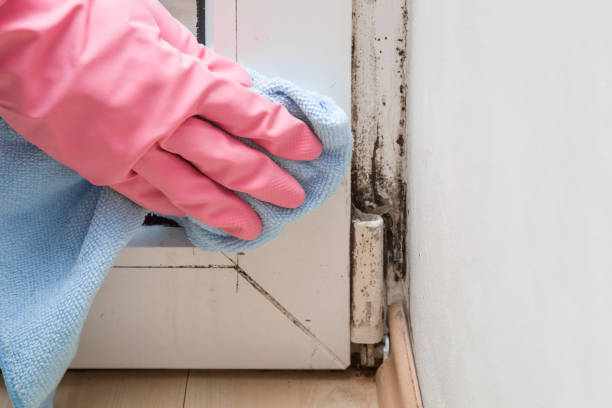 Best Residential Mold Removal  in Harrisonburg, VA